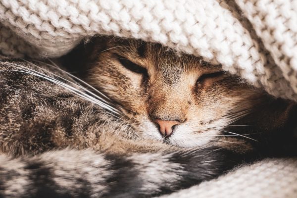 Close-up of a tabby cat sleeping under a warm knit blanket, capturing a sense of comfort and coziness. Nature 4K