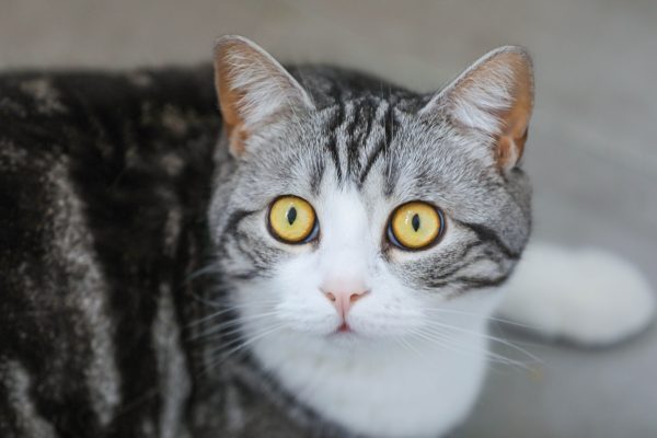 Close-up of a tabby cat with striking yellow eyes and detailed whiskers. Nature 4K