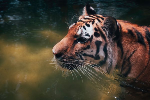 Close-up of a tiger wading in water, showcasing its powerful presence and natural environment. Animaux 4K