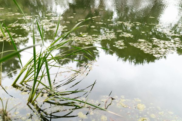 Close-up of a tranquil pond with green reeds and reflections of trees in the water. Nature 4K