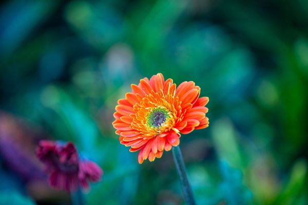 Close-up of a vibrant orange Gerbera daisy flower in a garden setting. Abstrait 4K
