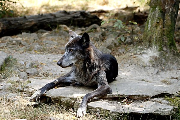 Close-up of a wolfdog resting outdoors on a rocky surface during daytime. Animaux 4K