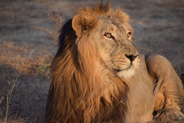 Close-up of an African lion relaxing in its natural habitat, showcasing its impressive mane and regal demeanor. Nature 4K
