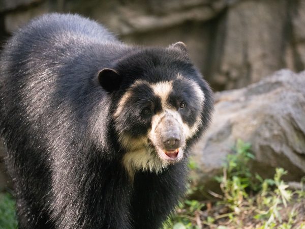 Animaux