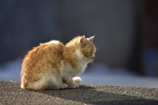 Close-up of an orange tabby cat basking in the sun, showcasing its serene posture. Nature 4K