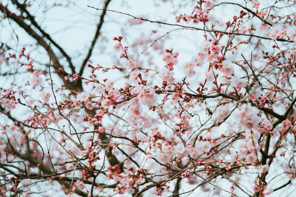 Close-up of cherry blossoms in full bloom during spring. Soft pastel hues. Anime 4K