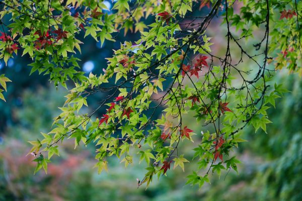 Close-up of maple leaves with vibrant green and red hues during the autumn season. Abstrait 4K