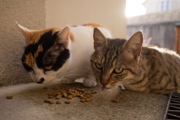 Close-up of two cats eating dry food outside in sunlight. Perfect for pet care themes. Nature 4K