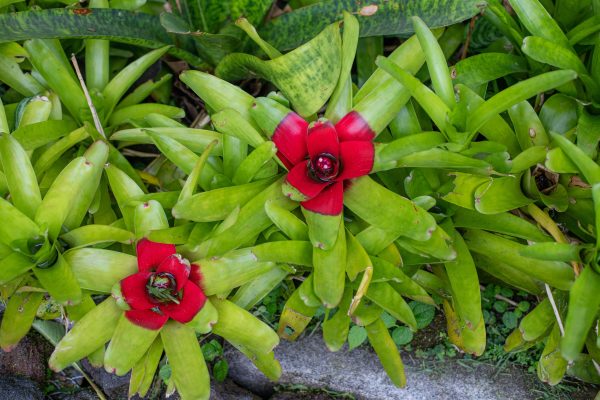Close-up of vibrant red bromeliads amidst lush green leaves, outdoors. Nature 4K