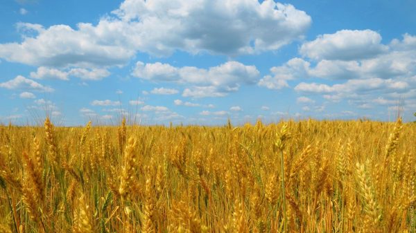 Clouds, wheat, nature Anime 4K