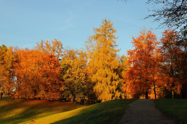Colorful autumn forest with vibrant foliage and a sunlit path, capturing the beauty of fall. Abstrait 4K