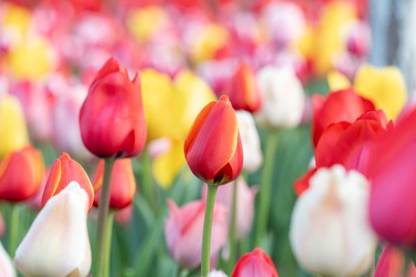 Colorful tulip field in full bloom during springtime, showcasing red, pink, yellow, and white flowers. Abstrait 4K