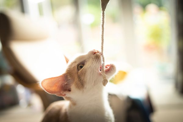 Curious domestic cat bites and plays with a rope inside the cozy living room. Nature 4K