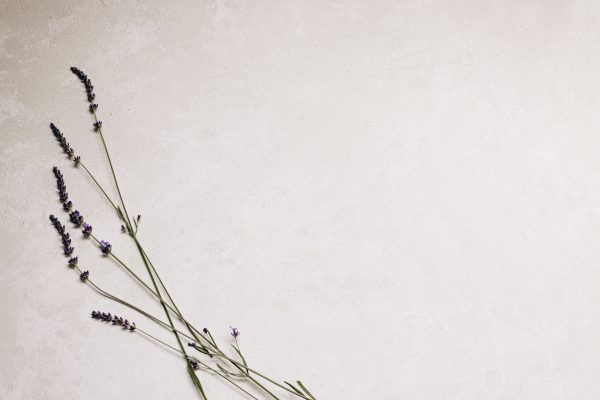 Delicate lavender sprigs on a white background with ample copyspace. Minimaliste 4K