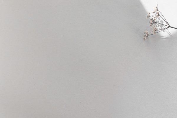 Delicate white flower on a minimalistic white background with ample copy space. Minimaliste 4K