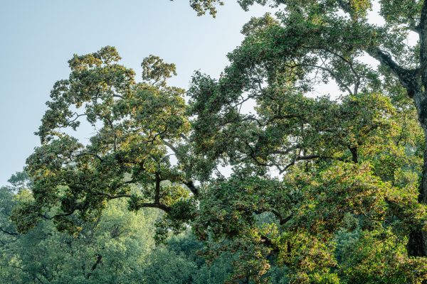 Dense tree foliage captured in Nanjing, China, showcasing vibrant nature during a sunny day. Nature 4K