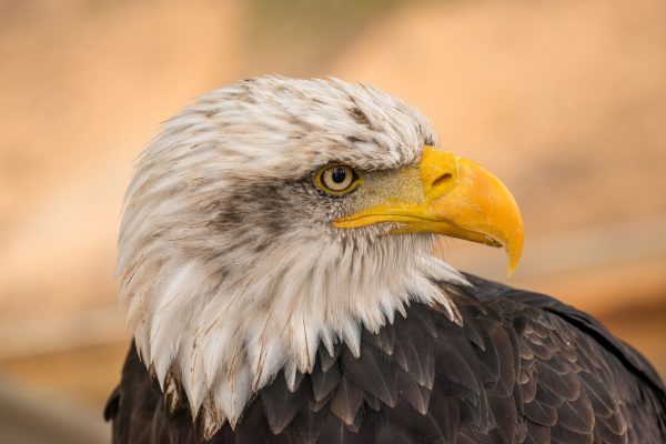 Detailed close-up of a bald eagle showcasing its striking yellow beak and piercing eyes. Animaux 4K