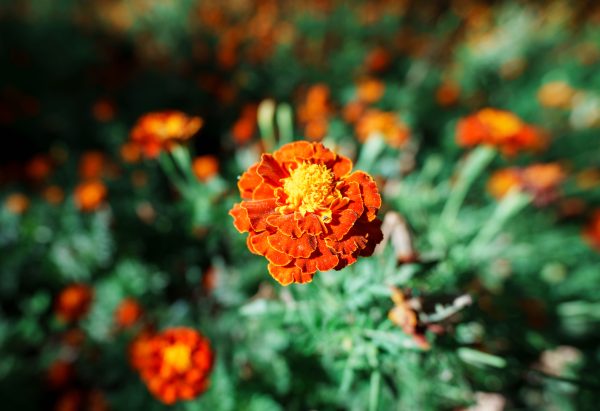 Detailed close-up of a marigold flower with vivid orange petals, showcasing nature's beauty. Abstrait 4K