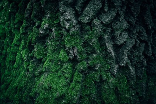 Detailed close-up of vibrant green moss growing on textured tree bark in a forest setting. Wallpaper 4K