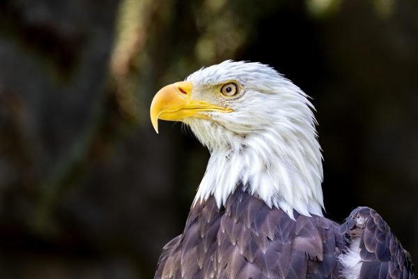 Detailed image of a bald eagle highlighting its sharp gaze and feathers. Animaux 4K