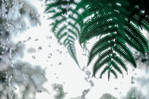 Detailed image of vibrant fern leaves with water droplets, creating a fresh and natural atmosphere.