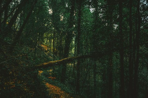 Discover the serene beauty of a forest path engulfed by lush trees and gentle light. Dark 4K