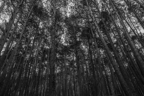 Dramatic low angle shot of towering conifer trees in a monochrome forest setting. Dark 4K