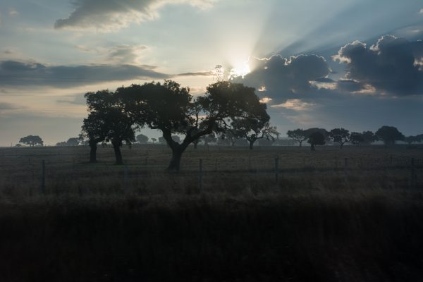 Dramatic sunrise with sun rays illuminating the scenic countryside, highlighting silhouetted trees and clouds. Nature 4K