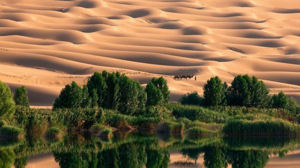 Desert, dunes, trees Geek 4K