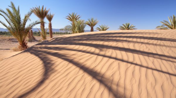 Nature, landscape, palm trees Geek 4K