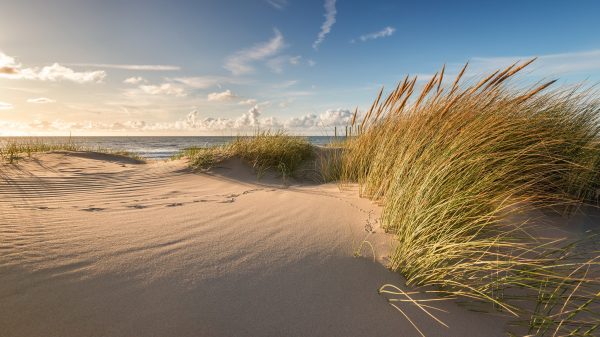 Sand, plants, dunes Geek 4K