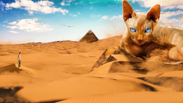 Cats, desert, sand Geek 4K