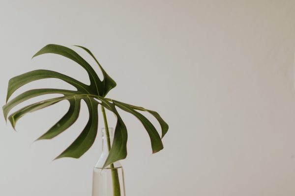 Elegant monstera leaf in a clear glass bottle with a minimalist white background. Minimaliste 4K