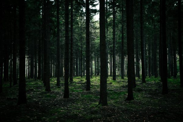 Explore the enchanting beauty of a dense forest filled with tall pine trees and lush greenery. Dark 4K