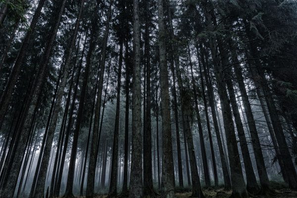 Explore the serene beauty of a misty coniferous forest during dawn, capturing nature's tranquility. Dark 4K