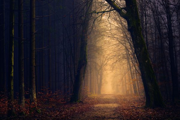 Explore the serene beauty of a misty forest path at dawn surrounded by autumnal trees. Dark 4K