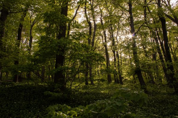 Explore the serene beauty of a sunlit forest in Pécs, Hungary. Nature 4K