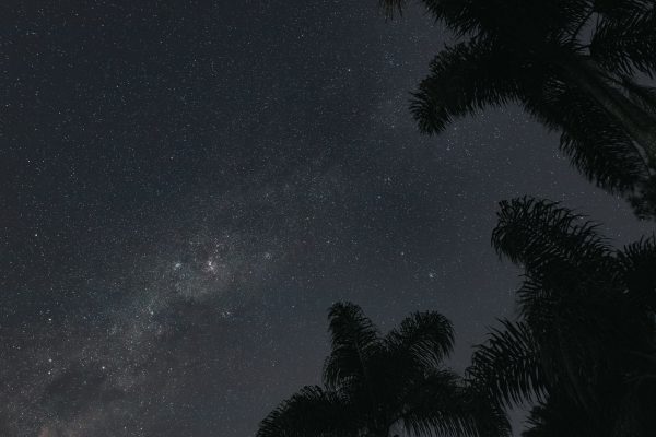 Explore the stunning Milky Way shining bright above silhouetted tropical palm trees. Perfect for night sky enthusiasts. Espace 4K