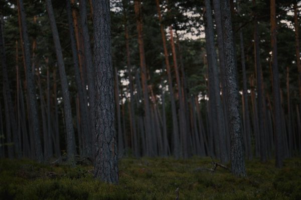 Explore the tranquil beauty of a dense forest at twilight, with tall trees creating a serene atmosphere. Dark 4K
