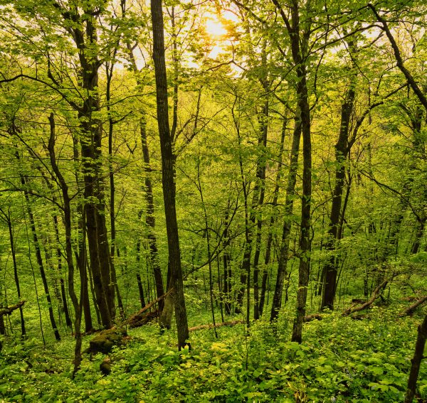 Explore the vibrant beauty of a lush green forest in Plainview, Minnesota during the dynamic spring season. Nature 4K