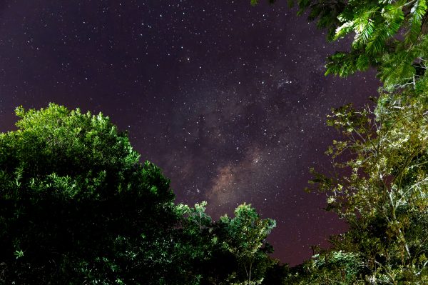 Gaze at the stunning starry night sky over a lush forest in Corrientes, Argentina. Espace 4K