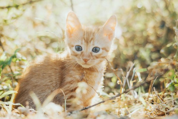 Ginger kitten basking in sunbeams surrounded by nature's beauty. Perfect wallpaper. Nature 4K