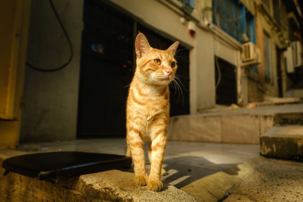 Ginger tabby cat standing in a sunlit alleyway in Istanbul, showcasing warm urban tones. Nature 4K