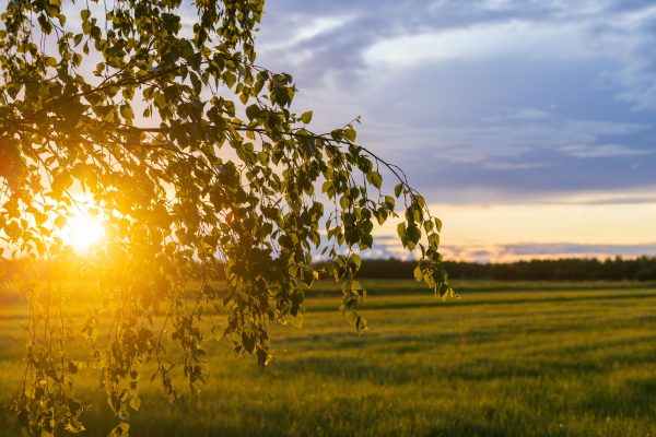 Golden sun setting over a lush meadow with vibrant foliage in Liminka, Finland.