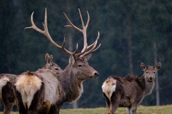 Group of deer with antlers in a rainy forest landscape, exuding tranquility. Animaux 4K