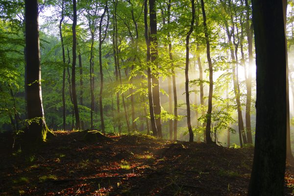 High tree trunks with bright green leaves growing on uneven terrain illuminated by shining sun at dawn Nature 4K