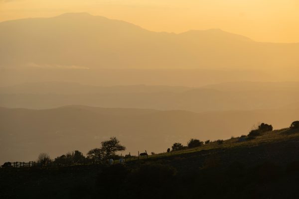 Horses grazing in a misty mountain landscape bathed in golden sunlight at sunrise. Nature 4K