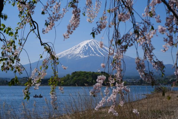 Idyllic view of Mount Fuji framed by cherry blossoms, capturing the essence of spring in Japan. Anime 4K