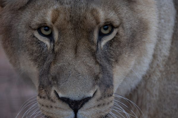 Intense gaze of a lioness in the wild, showcasing her detailed fur and striking eyes. Nature 4K