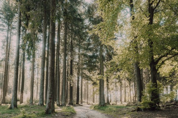 Inviting forest path under summer sunlight, surrounded by lush greenery and towering trees. Nature 4K
